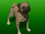 JEUNESSE PUG-2