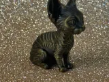 Cute Devon Rex-1