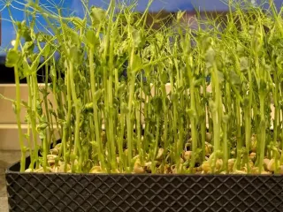 Sprouting tray