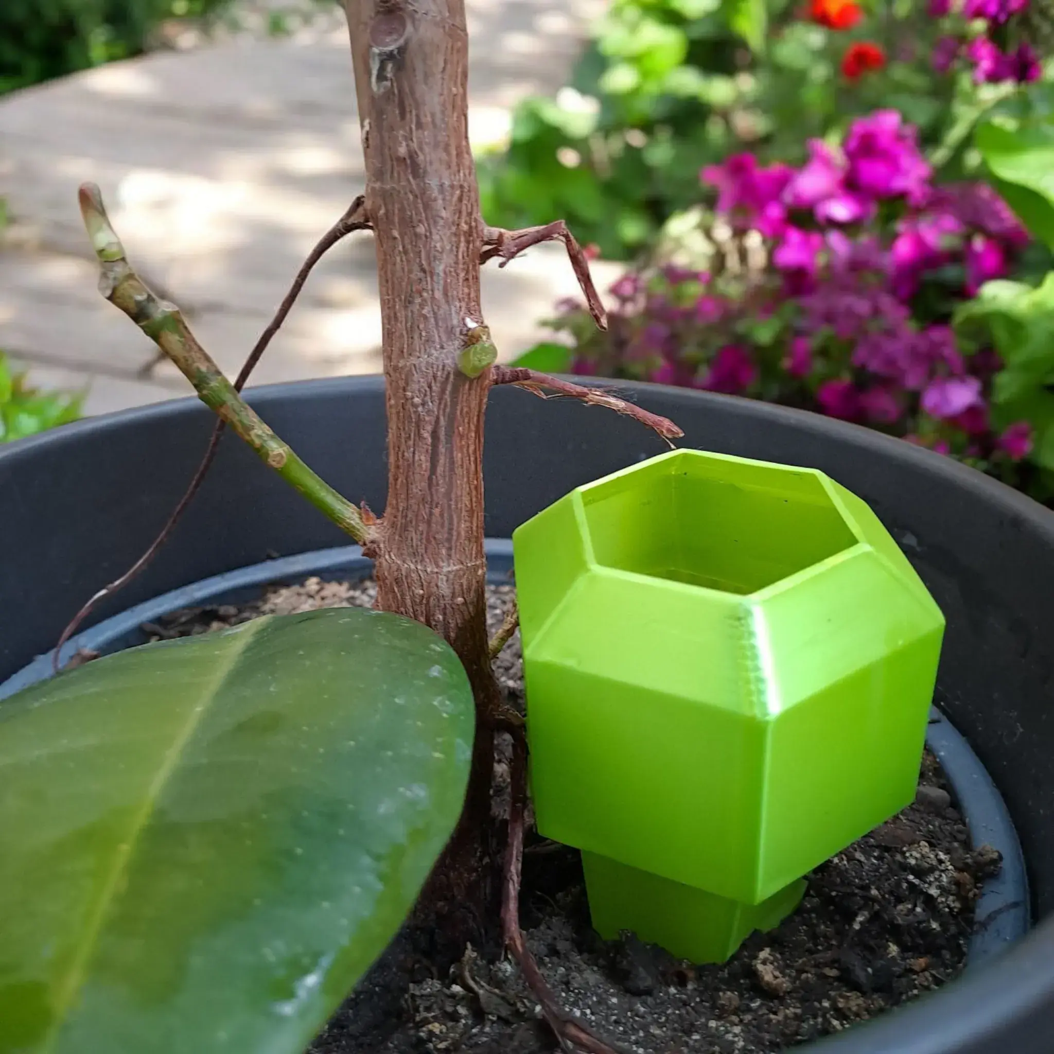 Hexagonal Plant Watering Spike for Plant Lovers