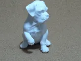 Boxer filhote-5