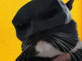 bat-cat-0