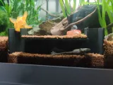 Aquarium shrimp tunnel-0