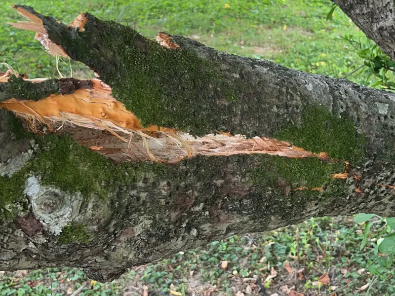 Tree crack from apple tree