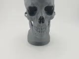 Skull Anatomy-4