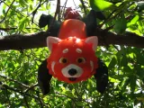 Flexi Red Panda-6