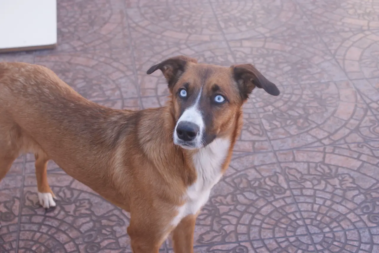 German Dog