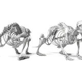 Rat_Skeleton – Realistic Detailed Rodent Bone Structure-4