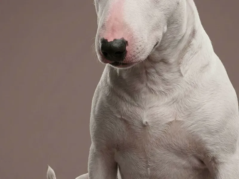 Buste de Bull Terrier STL – Sculpture de Chien – Statuette d'Animal de Compagnie Imprimable en 3D