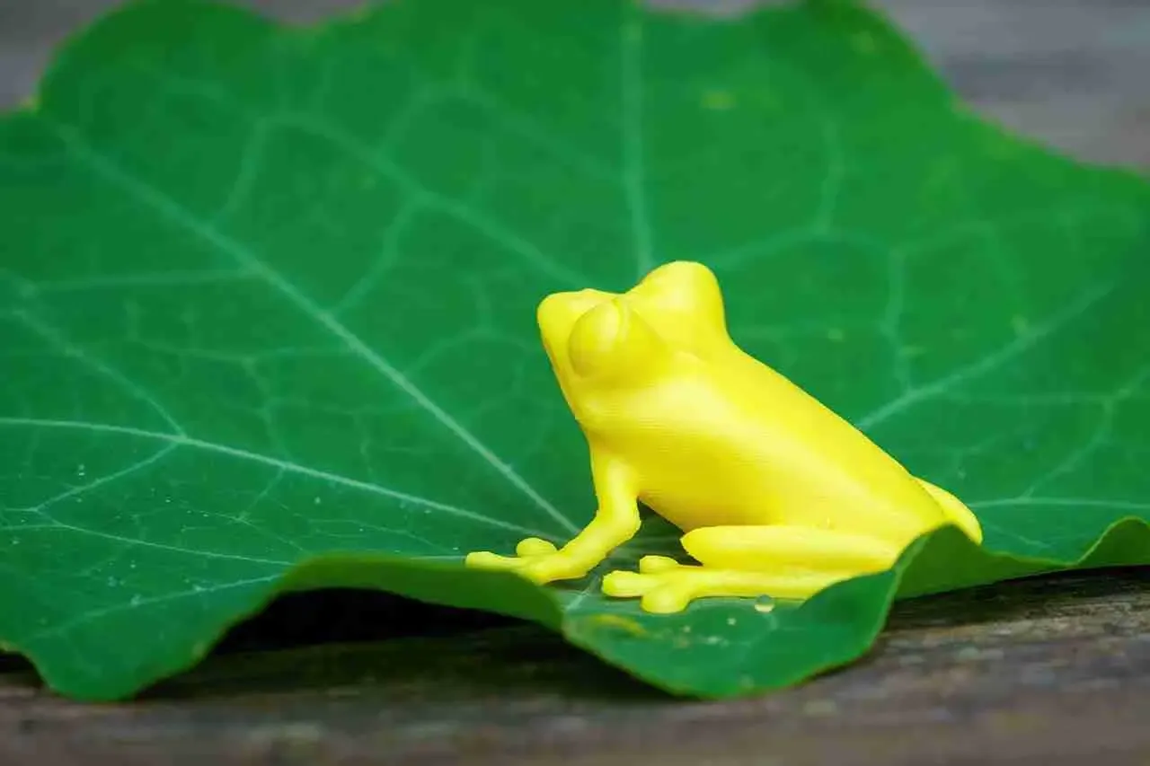 Sweet Little Tree Frog