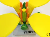 Flower structure (Brassica)-2