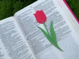 book mark tulip-1