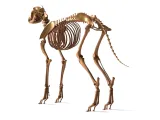 Dog Skeleton – Realistic Anatomical Animal 3D Model-4