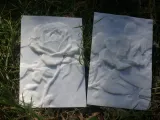Camellia More-Than-a-Lithophane-1