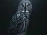 owl Lithophane -1