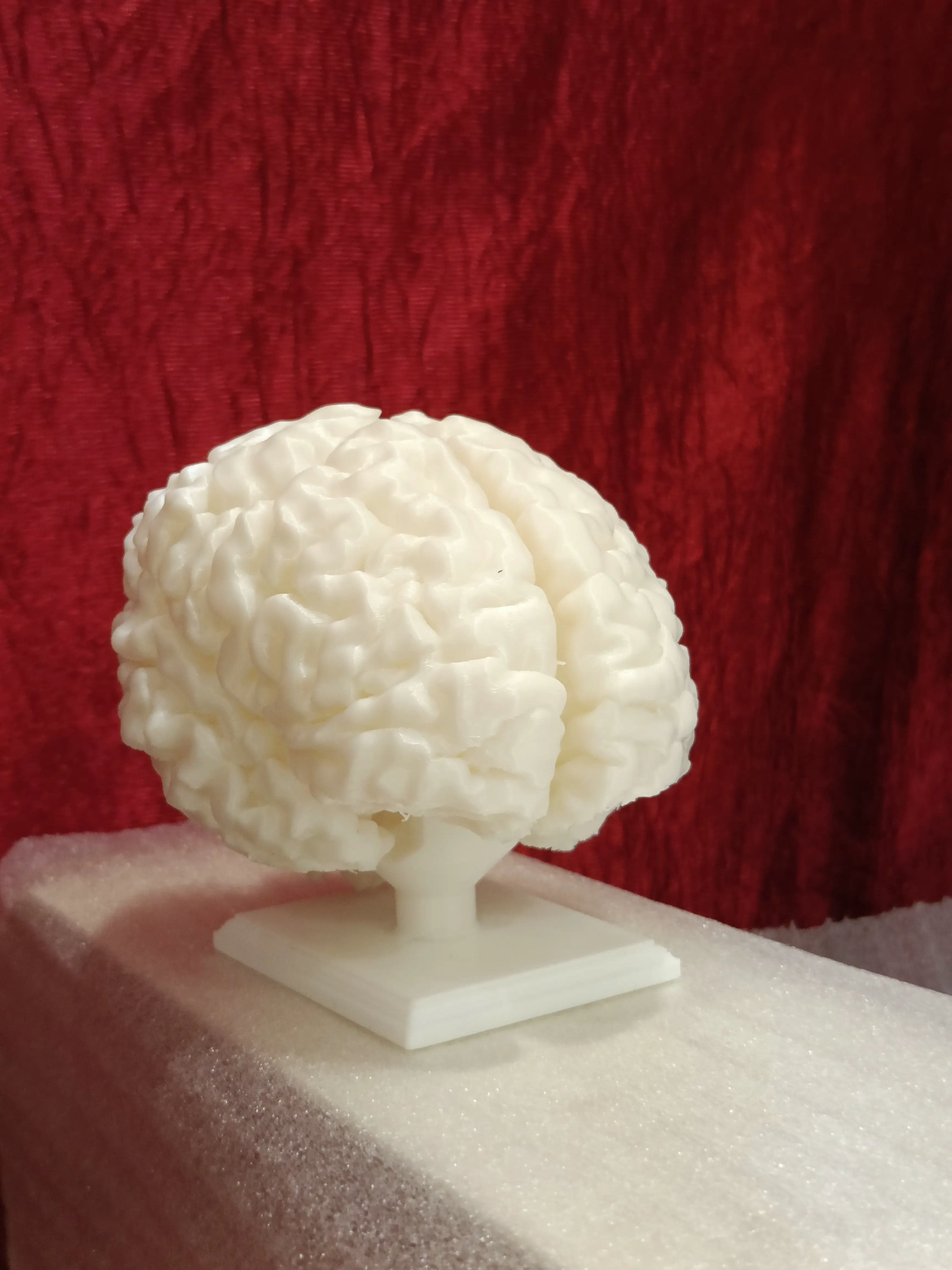 Full size human brain