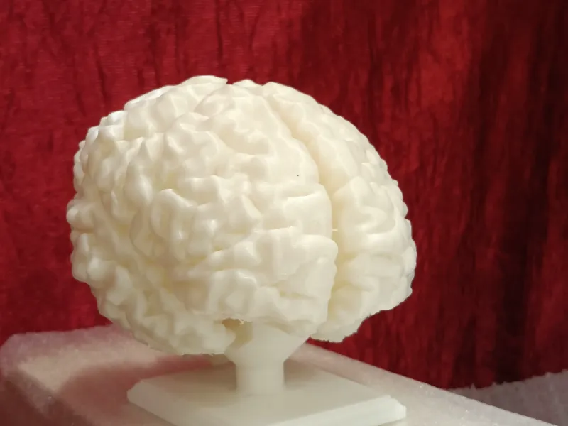 Full size human brain