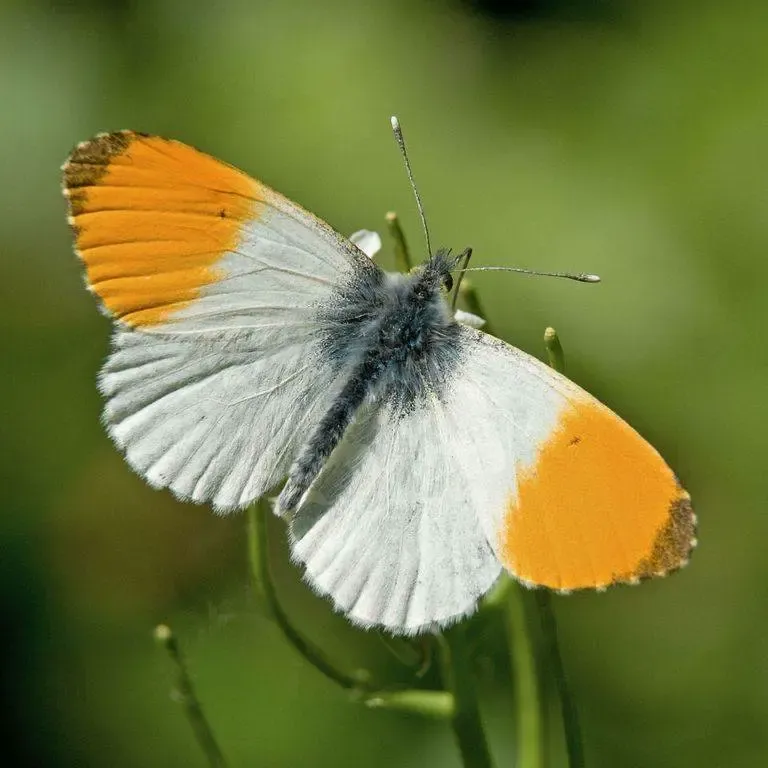 Imán de mariposa de punta naranja / Imán de Anthocharis cardamines