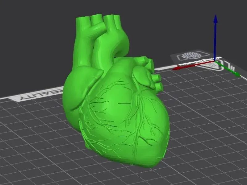 Realistic Human heart Solid