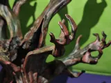 Haunted Handy Tree-2