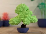 Bonsai-1