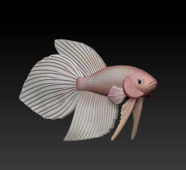 PESCE BETTA CODA DI VELO - PRONTO PER LA STAMPA 3D
