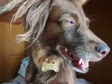 Dogtag Bone-2