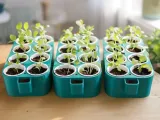 Self-Watering Seedling Planter-2