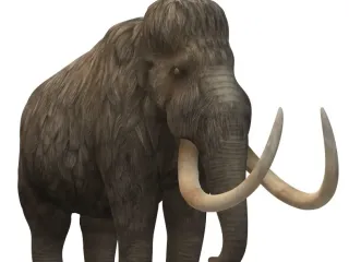 wooly mammoth