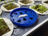 Gardyn microgreen plate-1