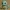 Squirtle pokemon chibi