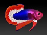 BETTA FISH 2-5