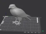 The Majestic Goshawk-2