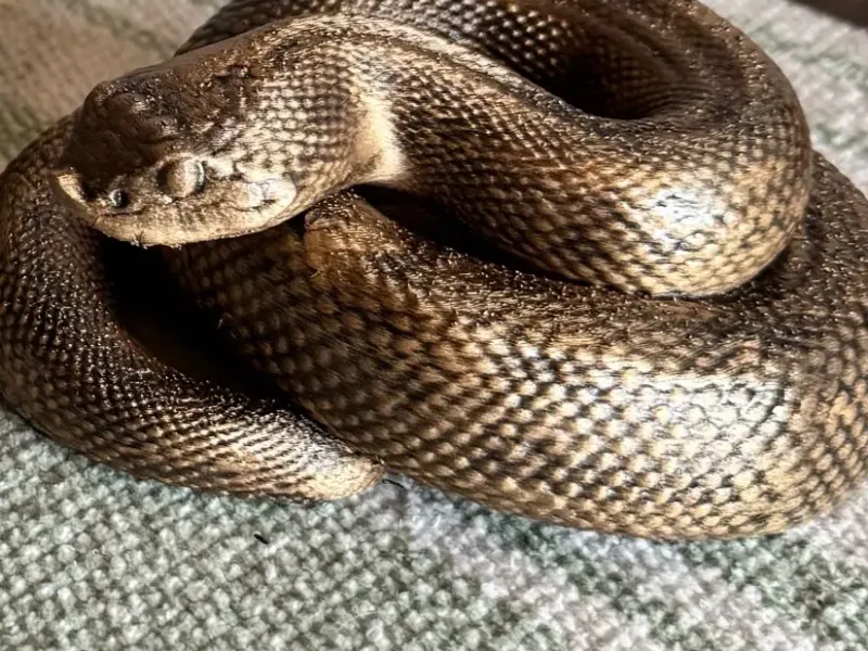 Hog nose snake