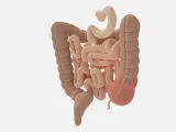 Modelo Anatômico do Sistema Intestinal-2