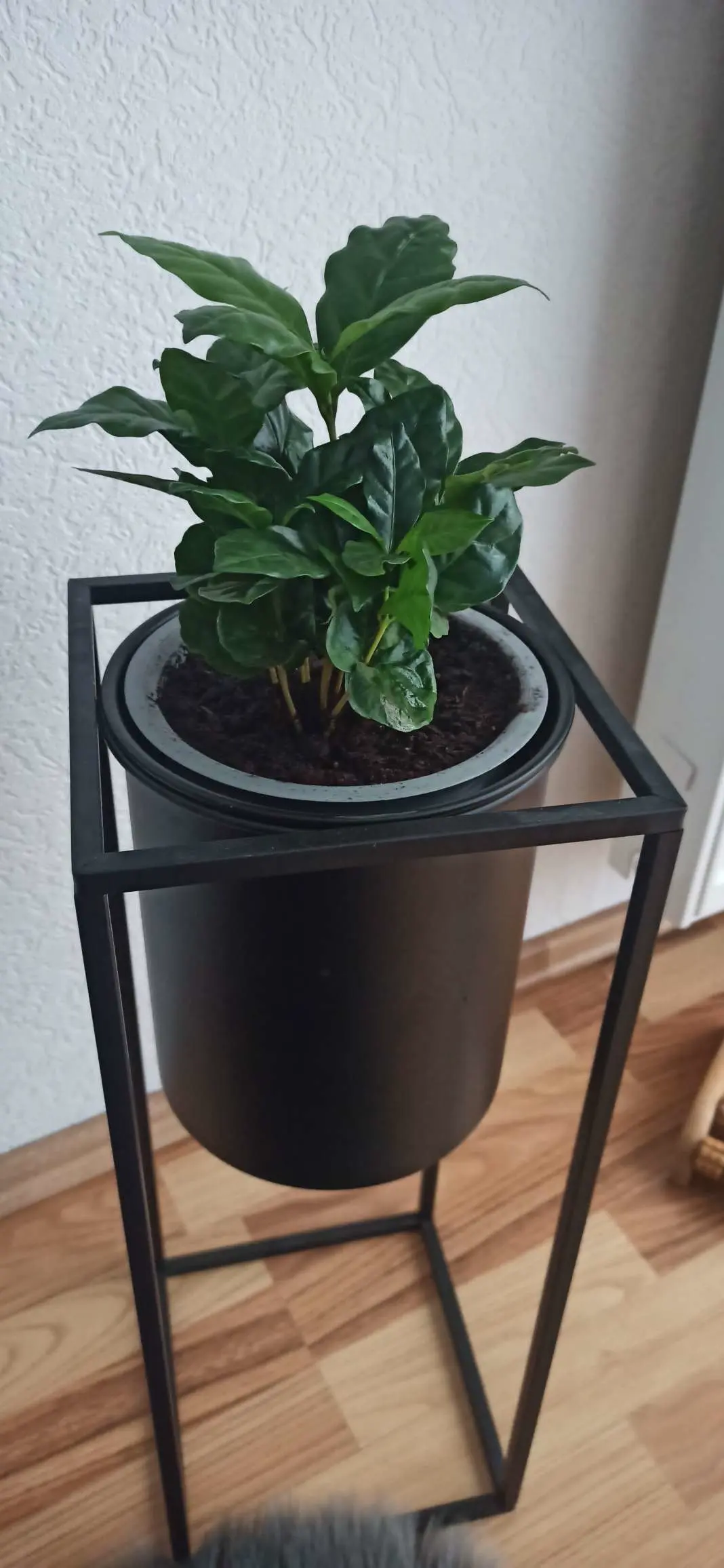 Pflanzentopf / plant pot