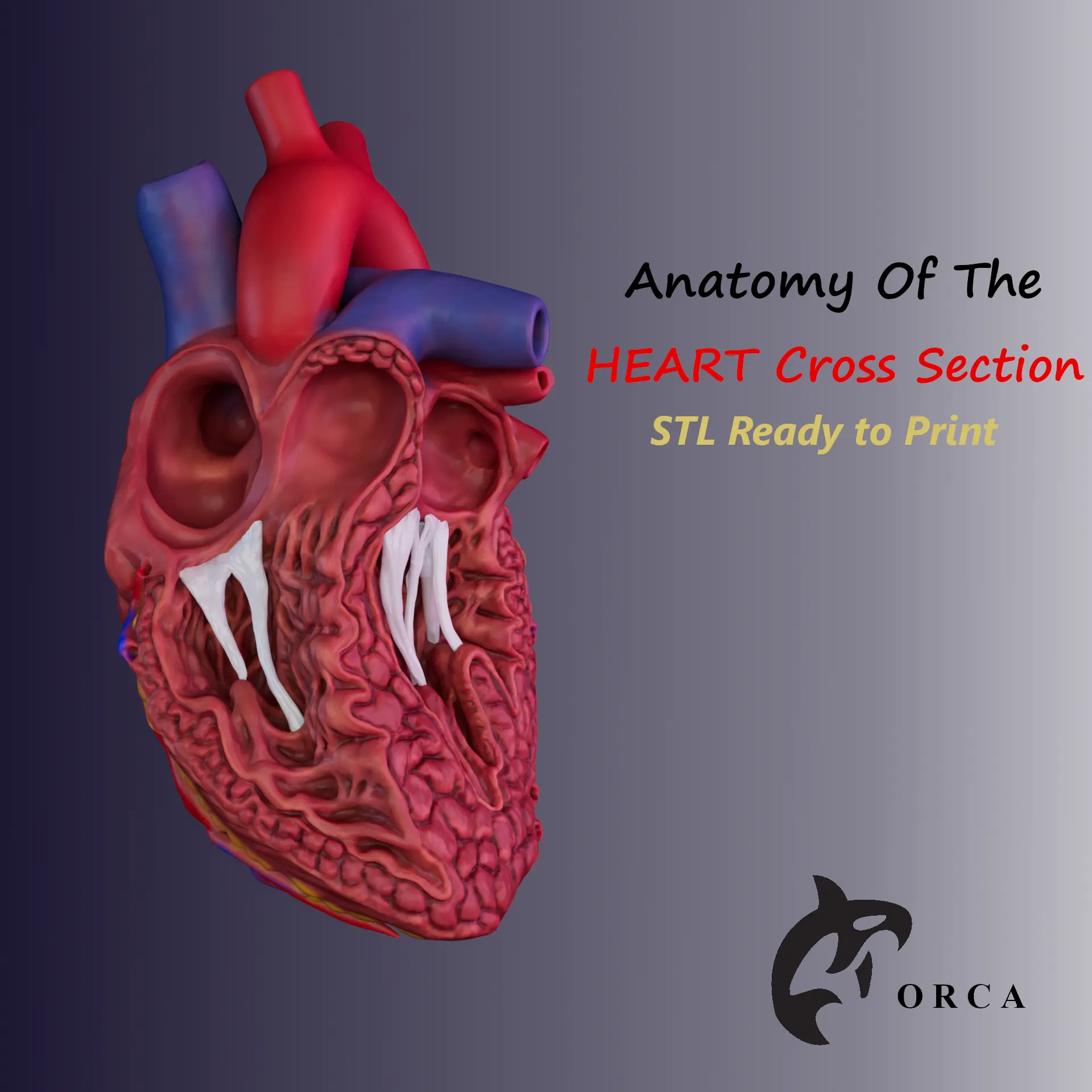 SEZIONE TRASVERSALE DEL CUORE UMANO STAMPA 3D