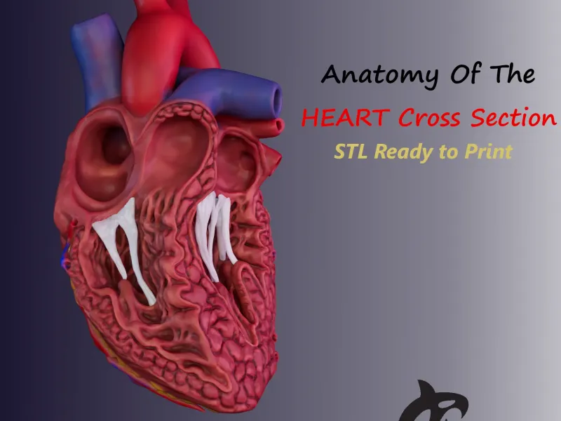 HUMAN HEART CROSS SECTION 3D PRINTING