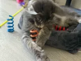 Cat Spring-3