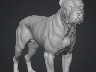 Cane Corso Full Body