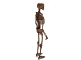 Human_Skeleton – Realistic Detailed Anatomical Bone Structur-3