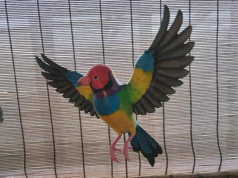 Diamante de Gould australiano