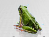 a beautiful frog collection-1