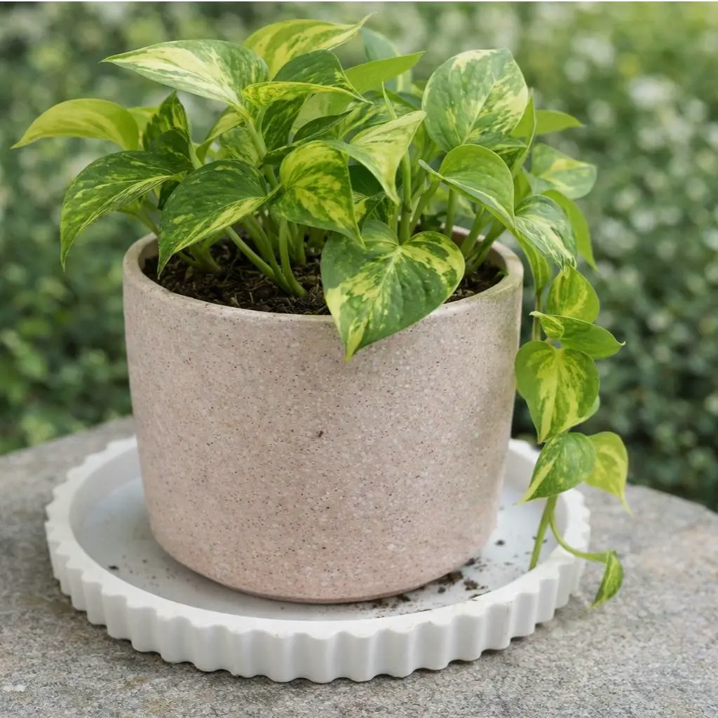 Round Plant Pot Saucer with Wavy Edge