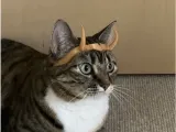 Katze Loki Krone-0