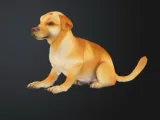 Labrador Dog-1
