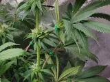 LeafGuide – Expose Bud Sites Without Cutting-1