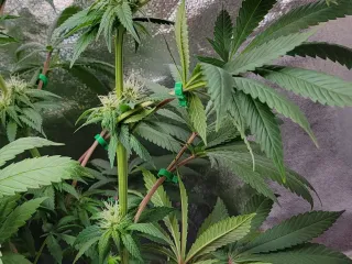 LeafGuide – Expose Bud Sites Without Cutting