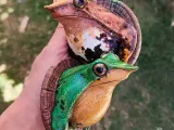 DARWIN WALL FROG-0