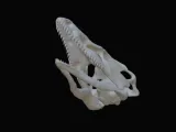 velociraptor skull-5